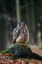 Eurasian Eagle Owl Bubo Bubo sitting on the stump, close-up, w