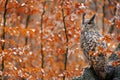 Eurasian Eagle Owl, Bubo Bubo, sitting tree trunk, wildlife fall photo in the wood with orange autumn colours, Germany. Autumn Royalty Free Stock Photo