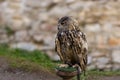 A close-up view of a barn owl on a blurred background. (Bubo bubo) Royalty Free Stock Photo