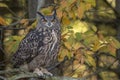 Eurasian eagle-owl (Bubo bubo) Royalty Free Stock Photo