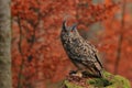 Eurasian eagle-owl, Bubo bubo, in colorful autumn forest. Big owl with beautiful orange eyes perched on mossy stump. Bird of prey Royalty Free Stock Photo