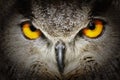 Eurasian eagle-owl Bubo bubo detail on the magic eyes Royalty Free Stock Photo