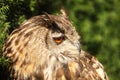 male Eurasian eagle-owl (Bubo bubo) detailed portrait Royalty Free Stock Photo