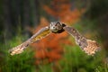 Eurasian Eagle Owl, Bubo Bubo, flight on the tree, wildlife photo in the forest with orange autumn colours, Slovakia. Bird in the