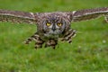 Eurasian Eagle Owl Bubo bubo in flight Royalty Free Stock Photo