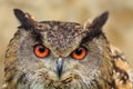 Eurasian eagle-owl Bubo bubo frontal portrait close up Royalty Free Stock Photo