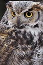 Eurasian eagle-owl Bubo bubo, great owl with big yellow eyes focused front of her, beautiful white,brown and black feather. Royalty Free Stock Photo