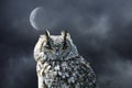 Eurasian eagle-owl Bubo bubo in the night with moon in the background. Detail of the biggest european owl Royalty Free Stock Photo