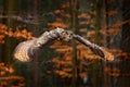 Eurasian Eagle Owl, Bubo bubo, with open wings in flight, forest habitat in background, orange autumn trees. Wildlife scene from Royalty Free Stock Photo