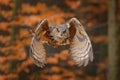 Eurasian Eagle Owl, Bubo bubo, with open wings in flight, forest habitat in background, orange autumn trees. Wildlife scene from Royalty Free Stock Photo