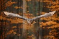 Eurasian Eagle Owl, Bubo bubo, with open wings in flight, forest habitat in background, orange autumn trees. Wildlife scene from Royalty Free Stock Photo