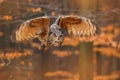 Eurasian Eagle Owl, Bubo bubo, with open wings in flight, forest habitat in background, orange autumn trees. Wildlife scene from Royalty Free Stock Photo