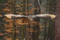 Eurasian Eagle Owl, Bubo bubo, with open wings in flight, forest habitat in background, orange autumn trees. Wildlife scene from Royalty Free Stock Photo