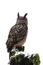 Eurasian eagle owl, Bubo bubo, perched on mossy rotten stump. Owl isolated on white background. Big bird with beautiful orange Royalty Free Stock Photo