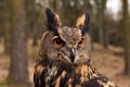 The Eurasian eagle-owl Bubo bubo , portrait in the forest