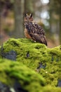 The Eurasian eagle-owl Bubo bubo , portrait in the forest. Eagle-owl sitting in a forest on a rock