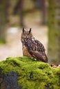 The Eurasian eagle-owl Bubo bubo , portrait in the forest. Eagle-owl sitting in a forest on a rock.Big owl on a rock covered