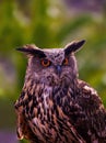 Eurasian eagle-owl (Bubo bubo) sitting on a branch against green background looking at camera Royalty Free Stock Photo