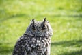 Eurasian eagle-owl Bubo bubo is sitting in the grass. Detail of the biggest european owl Royalty Free Stock Photo