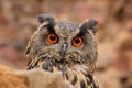 Eurasian Eagle Owl, Bubo Bubo, sitting on the tree branch, wildlife photo in the forest with orange autumn colours, Slovakia. Bird