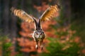 Eurasian Eagle Owl, Bubo Bubo, sitting on the tree trunk, wildlife photo in the forest with orange autumn colours, Germany. Bird