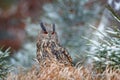 Eurasian Eagle Owl, Bubo Bubo, sitting on the tree trunk, wildlife photo in the forest with orange autumn colours, Germany. Bird