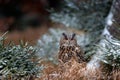 Eurasian Eagle Owl, Bubo Bubo, sitting on the tree trunk, wildlife photo in the forest with orange autumn colours, Germany. Bird