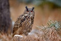 Eurasian Eagle Owl, Bubo Bubo, sitting on the tree trunk, wildlife photo in the forest with orange autumn colours, Germany. Bird