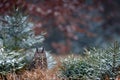 Eurasian Eagle Owl, Bubo Bubo, sitting on the tree trunk, wildlife photo in the forest with orange autumn colours, Germany. Bird