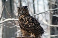 Eurasian eagle-owl bubo bubo