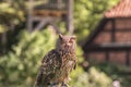 Eurasian eagle-owl, Bubo bubo, the Uhu Royalty Free Stock Photo
