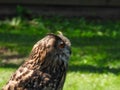 Eurasian Eagle-Owl Close Up Macro Portrait View Royalty Free Stock Photo