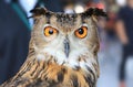 Eurasian Eagle-Owl Close up short Royalty Free Stock Photo