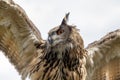 Eurasian eagle-owl. Close-up shot from below. Royalty Free Stock Photo