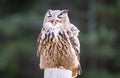 EurAsian Eagle Owl