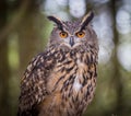 EurAsian Eagle Owl Royalty Free Stock Photo