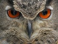 Eurasian Eagle Owl Face Royalty Free Stock Photo