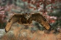 Eurasian Eagle-owl - Bubo bub Royalty Free Stock Photo