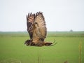 Eurasian Eagle Owl in flight over meadow Royalty Free Stock Photo