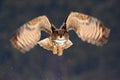 Eurasian Eagle Owl fly hunting during winter surrounded with snowflakes, action flying scene with bird, animal in the nature habit