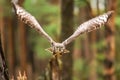 The Eurasian eagle-owl flying in the forest Royalty Free Stock Photo