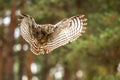 The Eurasian eagle-owl flying in the forest Royalty Free Stock Photo