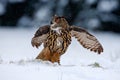 Eurasian Eagle owl flying with open wings in the forest during winter with snow and snowflake Royalty Free Stock Photo