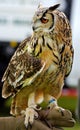 Eurasian Eagle owl, hand held (Bubo bubo) Royalty Free Stock Photo
