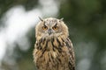 Eurasian Eagle Owl head, Bubo bubo, a large species of Eagle Owl. Sit in a tree, red eyes staring at you. One of the Royalty Free Stock Photo