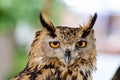 Eurasian eagle-owl, headshot