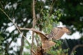 A Eurasian Eagle Owl or Eagle Owl. Land on a stump. . With spread wings. Seen from the back, in the woods Royalty Free Stock Photo