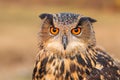 Eurasian eagle-owl looking at camera.