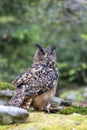 Eurasian eagle owl is looking at the camera Royalty Free Stock Photo