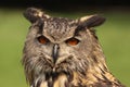 Eurasian Eagle Owl looking at you